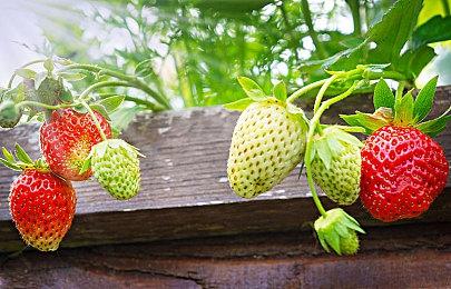 《风暴崛起》Steam特别好评 官方承诺补偿豪华版玩家